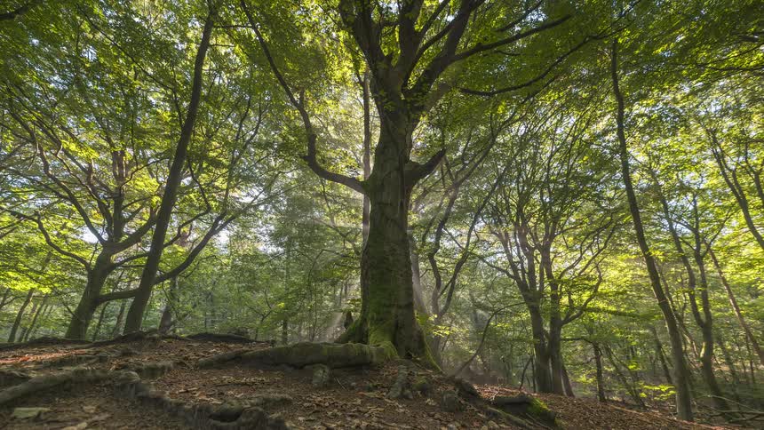 A magical time-lapse captures sunbeams filtering through an ancient tree in a lush, green forest as the camera slowly pulls back
