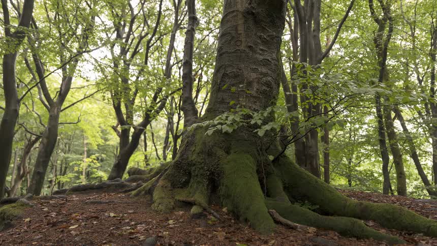 A slow pull back reveals the mossy roots of a large, old tree deep within a tranquil forest