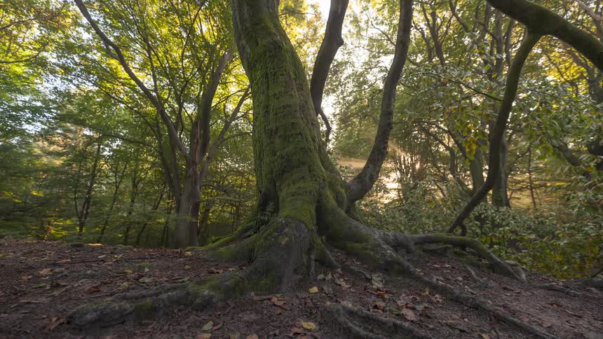 A timelapse of the sun rising and casting beautiful light rays through a tranquil forest, illuminating a large, ancient moss-covered tree