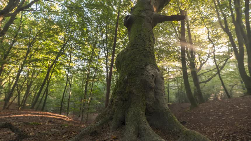 A low-angle timelapse of an ancient, mossy tree as morning sunlight illuminates the surrounding forest