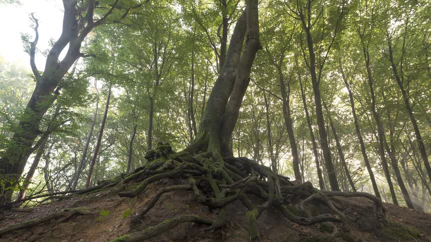 A majestic timelapse of sun rays filtering through a lush green forest, illuminating an ancient tree with a large, exposed root system