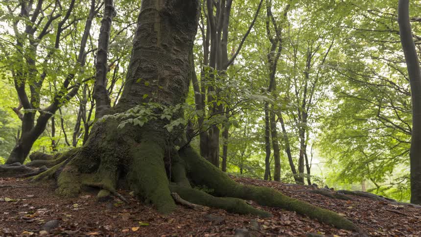 A low-angle slider shot captures the mossy roots and trunk of an ancient tree in a tranquil, lush green forest