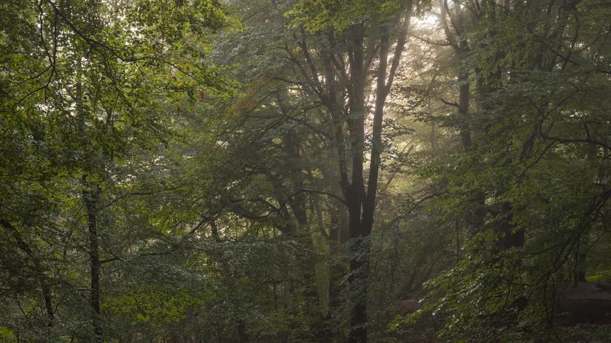 Golden light rays dance through a tranquil, foggy forest in this beautiful timelapse