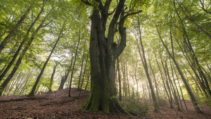 Sunlight streams through the trees of a dense forest, illuminating a magnificent ancient tree in a stunning timelapse