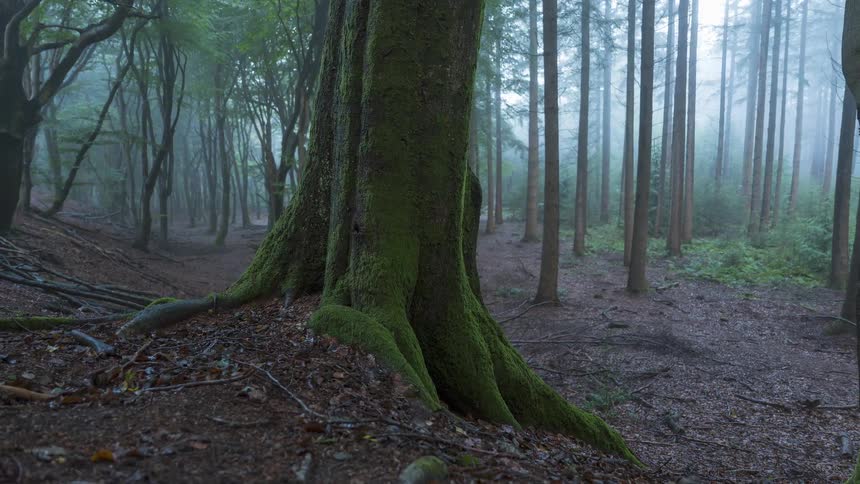 A slow sliding shot reveals the moss-covered roots of a large tree in a mysterious and foggy forest