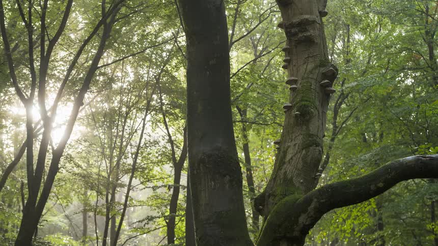 Sunlight filters through the misty canopy of a rainy forest, illuminating two mossy tree trunks