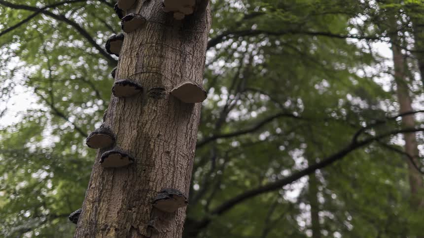 Shelf fungi cover the side of a tall tree trunk deep within a green forest