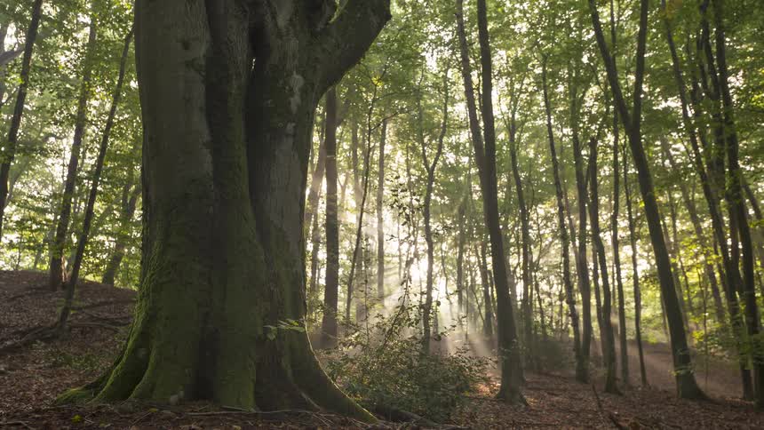 Golden sunbeams stream through a foggy forest canopy, illuminating a large, ancient tree