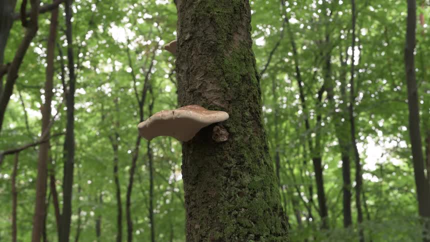 A close-up of a large polypore mushroom growing on a mossy tree trunk in a tranquil green forest