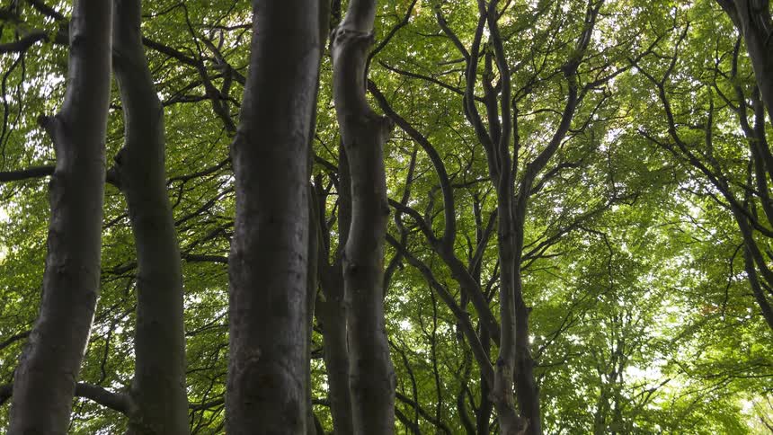 Slow pull back shot from the base of tall trees looking up into the vibrant green forest canopy