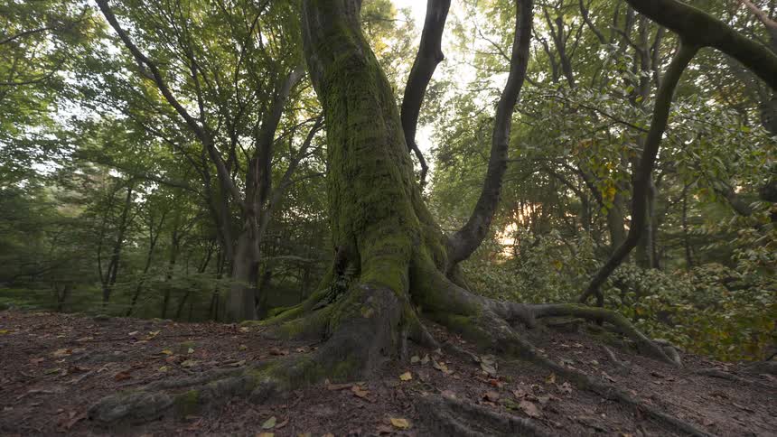 A majestic, moss-covered tree with large, sprawling roots stands on a hill in a tranquil, sunlit forest