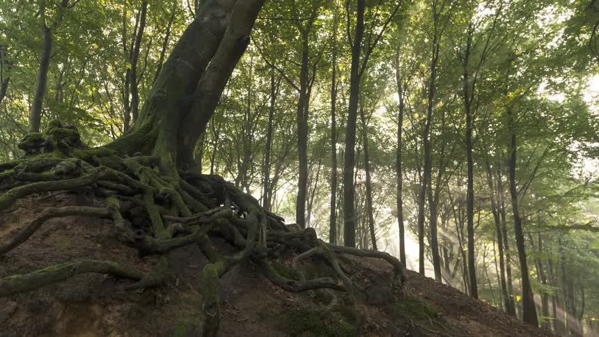 Time-lapse dolly shot of an ancient tree with exposed roots on a hillside as morning sunbeams shine through the misty forest