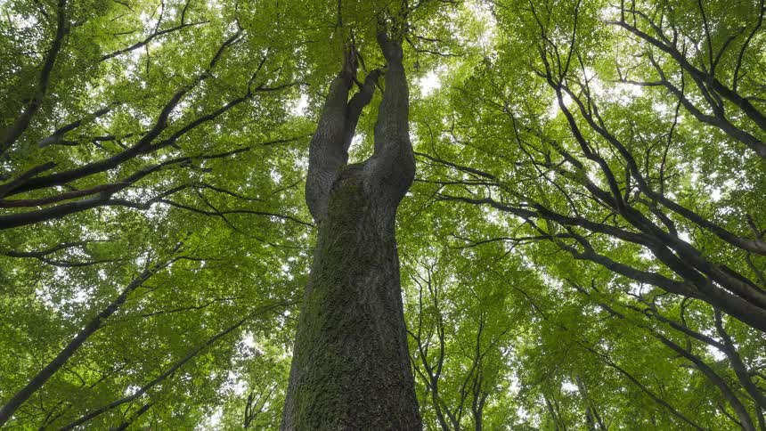 Low-angle view slowly zooms out from a massive, mossy tree trunk, revealing a lush green canopy in a serene forest