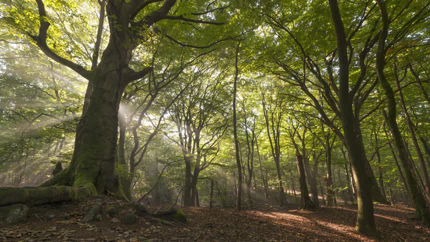 Ethereal sunbeams dance through the misty canopy of a tranquil, ancient forest in a stunning timelapse