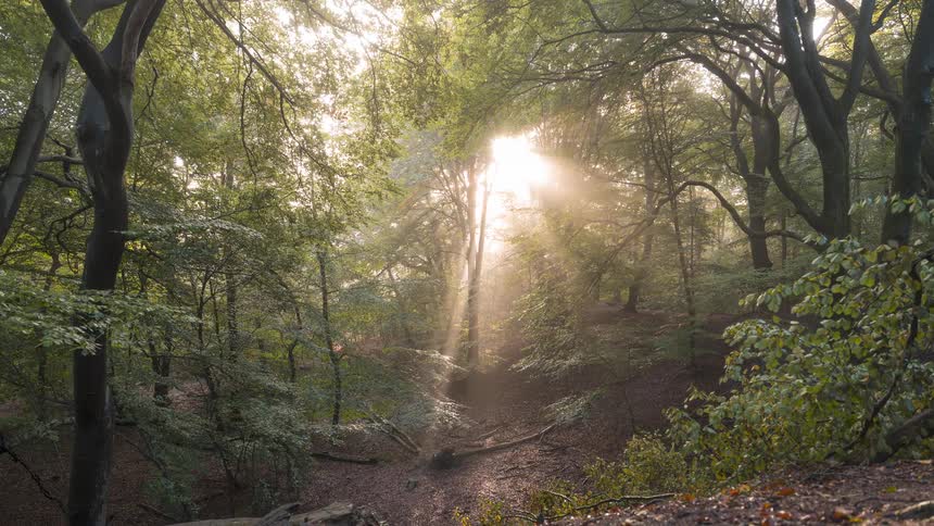 Slow zoom out on a tranquil forest scene where golden sunbeams magically pierce through the misty tree canopy