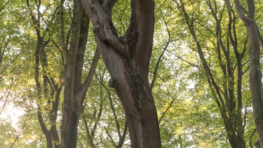 Time-lapse of sunlight and shadows moving across a gnarled tree trunk in a lush forest as the camera slowly zooms out