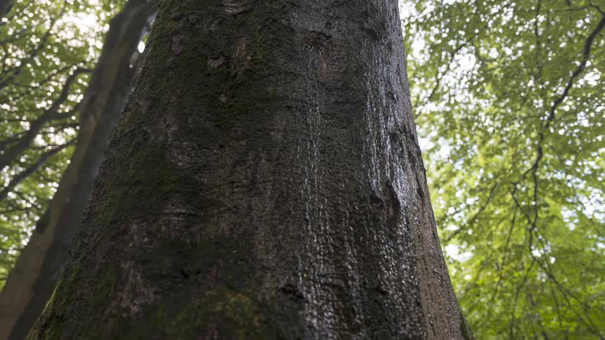 A slow, low-angle tilt up the wet, mossy bark of a large tree trunk in a lush green forest