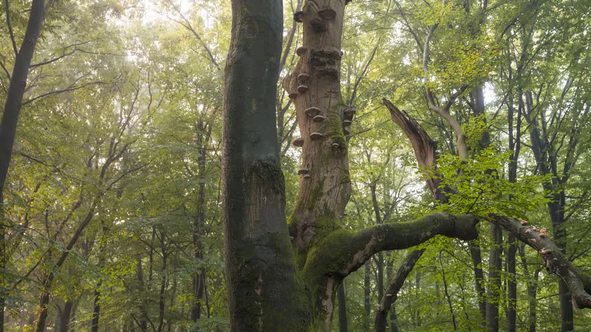 Ethereal sunlight filters through the forest canopy, illuminating an ancient, gnarled tree covered in moss and fungi in a peaceful timelapse
