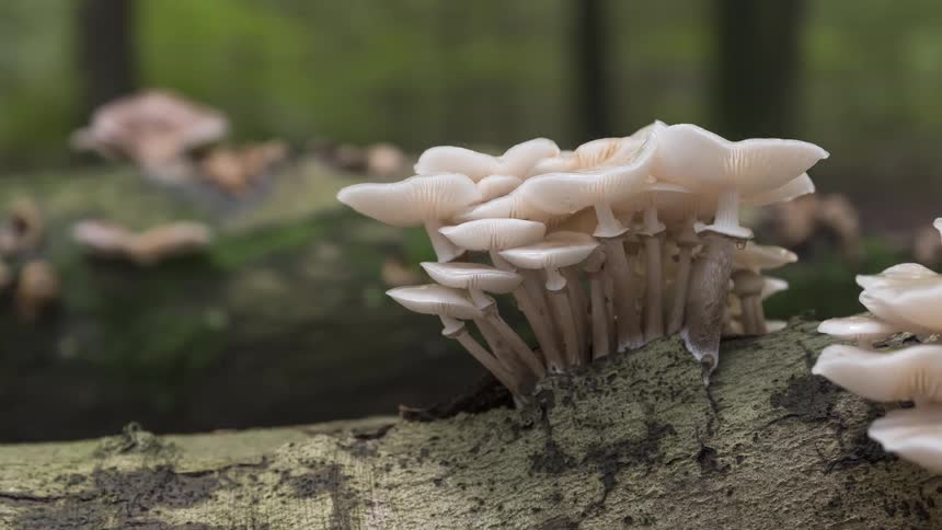 A timelapse captures the growth of delicate white mushrooms sprouting from a fallen log in a lush green forest