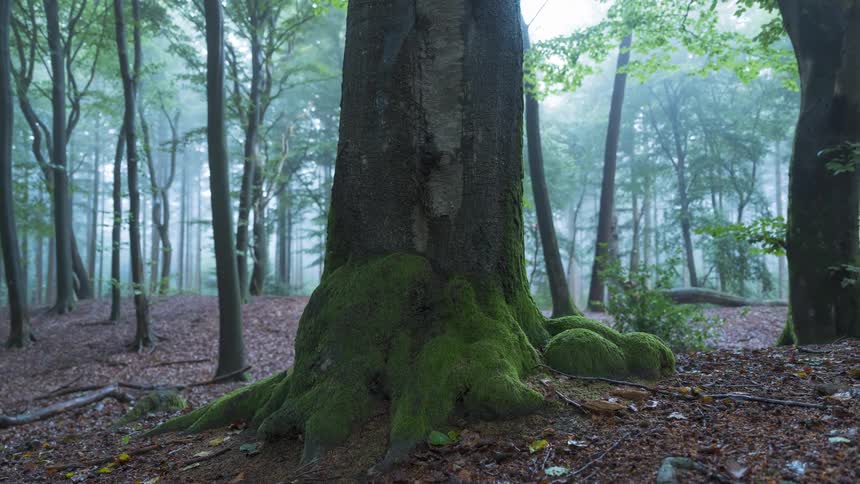 A slow pull-back reveals a large tree with moss-covered roots standing in a mysterious foggy forest