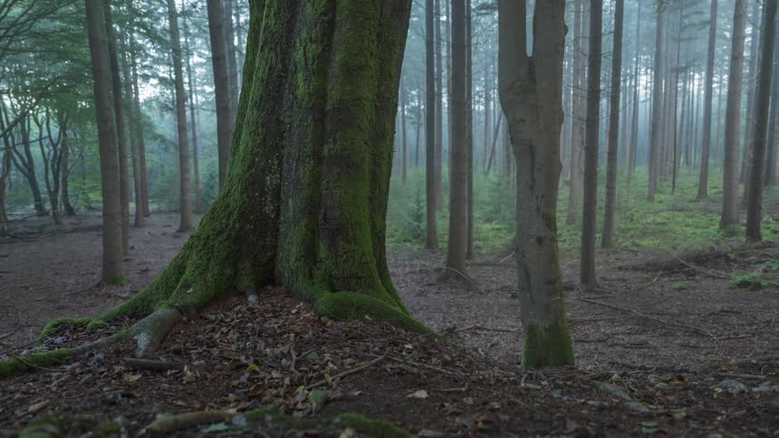 A slow pull-back shot reveals the moss-covered trunk and roots of a large tree in a misty, atmospheric forest