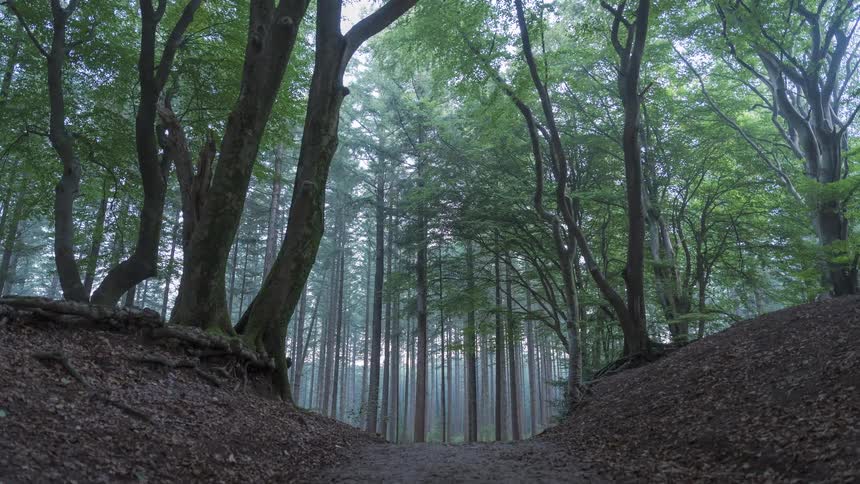 Timelapse of thick fog rolling through a tranquil, dense forest at twilight from a low angle on a dirt path