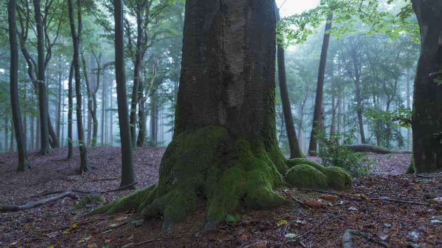 A slow, wide panning shot reveals a beautiful, foggy forest with a large, moss-covered tree trunk in the foreground