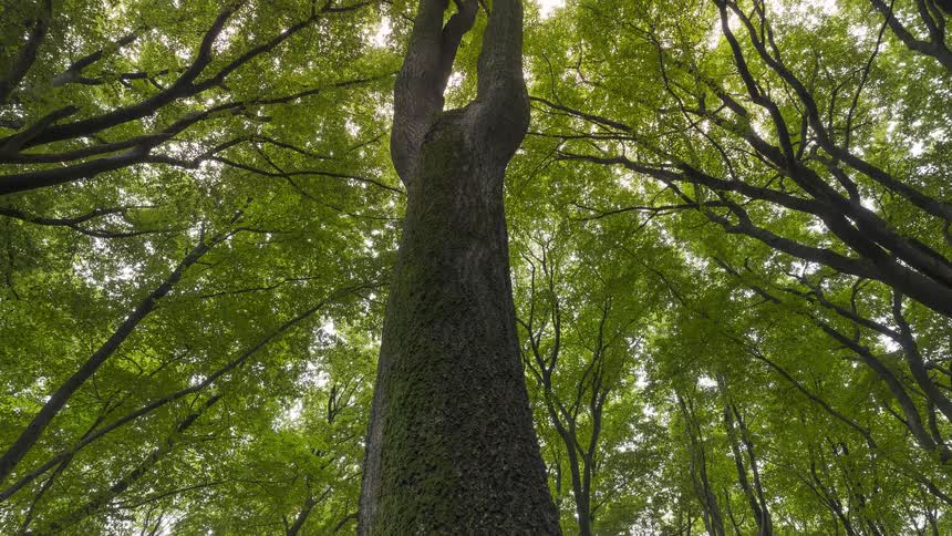 Low-angle view tilting up the moss-covered trunk of a towering tree in a lush, green forest
