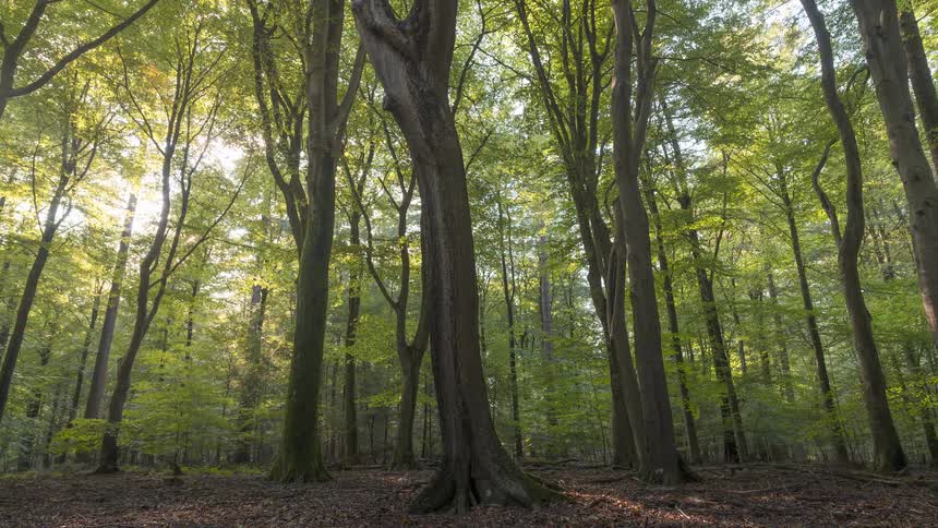 Sunlight filters through the canopy of a tranquil green forest in a peaceful timelapse as shadows dance across the woodland floor