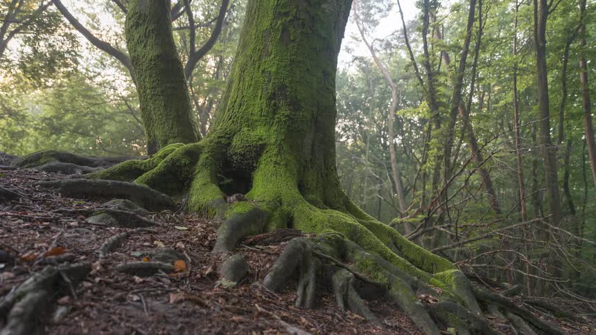 A slow pull-back timelapse reveals the gnarled, moss-covered roots of an ancient tree as light and shadow dance through the forest