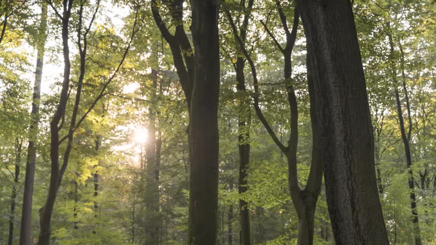 Slow zoom out from a bright sun flare shining through the lush green canopy of a tranquil forest