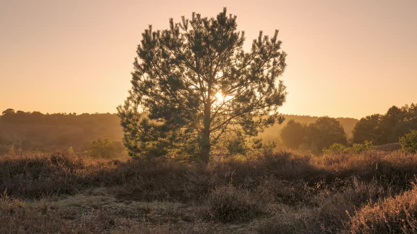 Cinemagraph of the golden sun rising behind a silhouetted pine tree in a serene, grassy field