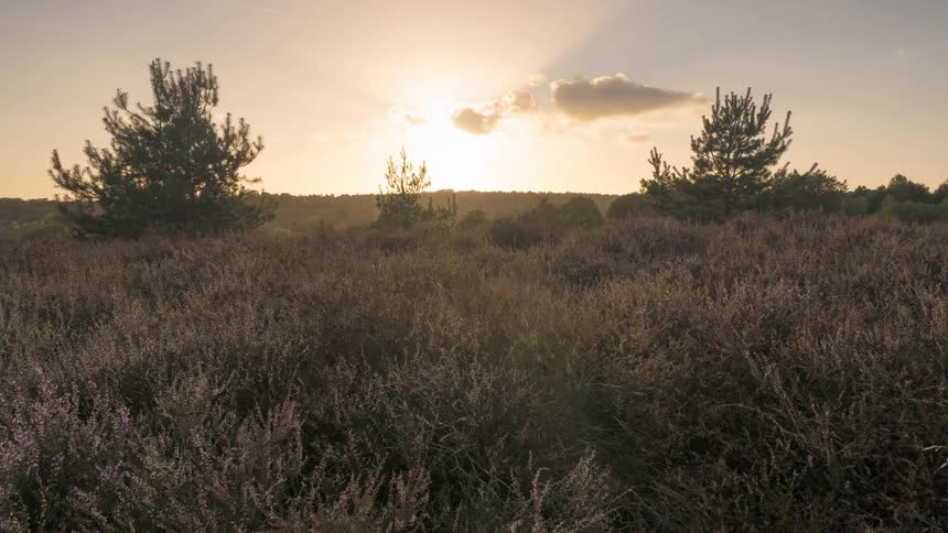 Timelapse of a golden sunset over a beautiful field of heather with a bright sun flare