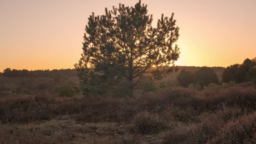 Golden hour timelapse captures the sun rising from behind a silhouetted pine tree in a serene natural field