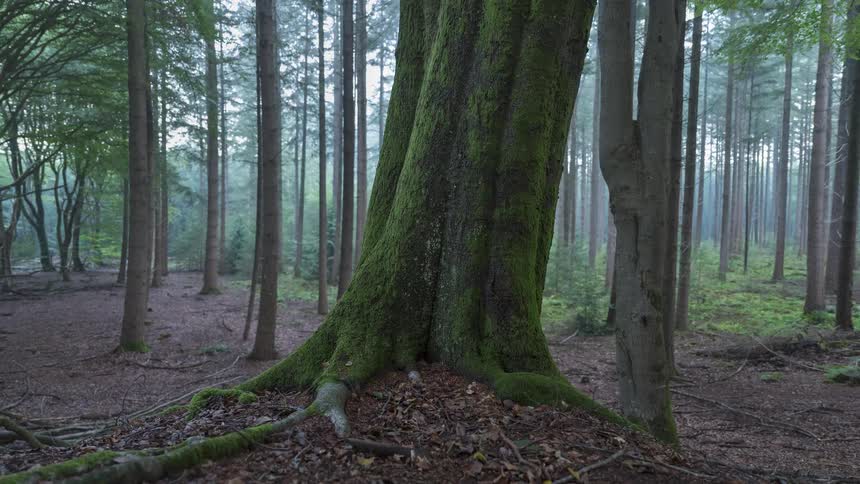 A slow revealing pan of a large, moss-covered tree trunk standing majestically in a tranquil, misty forest