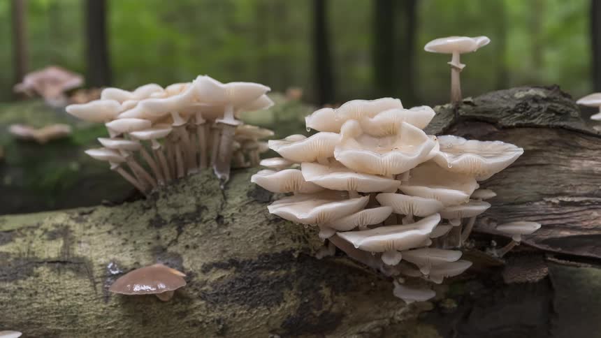 A mesmerizing time-lapse shows clusters of white mushrooms sprouting and growing on a decaying log in the forest