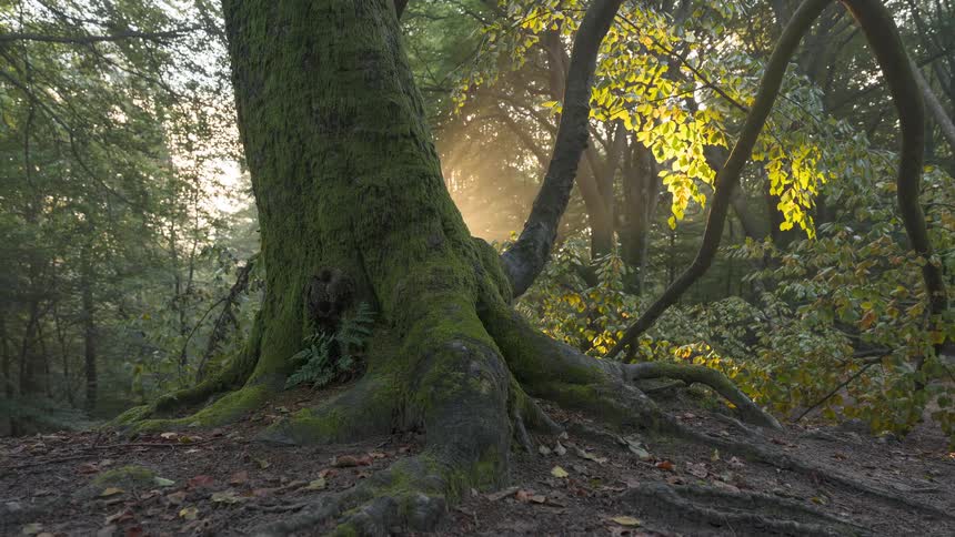 A timelapse of a mossy tree trunk and roots in an autumn forest as sunbeams fade during sunset