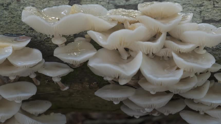 Close-up time-lapse reveals a cluster of wet, white porcelain fungus growing on a decaying log in the woods