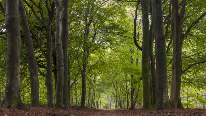 A tranquil time-lapse of a path through a lush green forest as sunlight filters through the trees