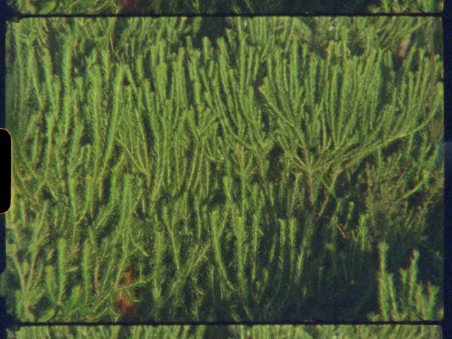 A grainy vintage film scan reveals a close-up top-down view of dense, green evergreen foliage