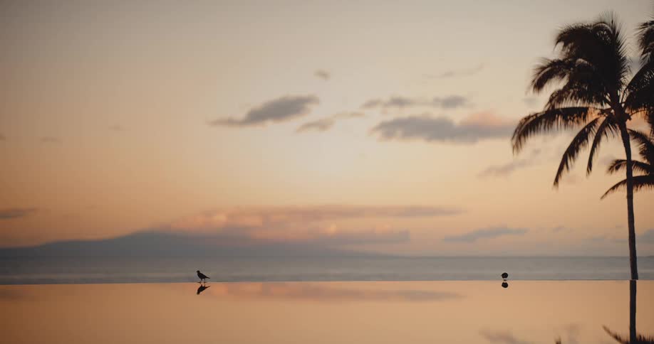 Two silhouetted birds stand on the edge of an infinity pool, reflecting a tranquil tropical sunset over the ocean