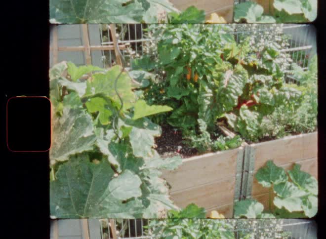 Vintage film scan of a lush vegetable garden in a raised bed with zucchini, swiss chard, and peppers growing in the sun