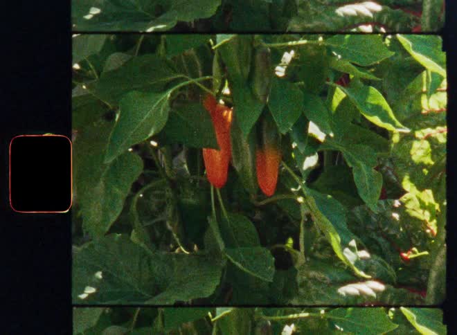 Vintage 8mm film footage reveals a close-up of ripe red jalapeño peppers growing in a sunny garden