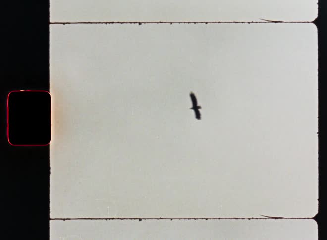 A lone bird soars gracefully through the sky in a minimalist shot captured on vintage 8mm film