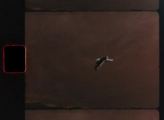 Vintage stop-motion sequence captures a seagull flying over silhouetted cliffs against a golden sunset sky