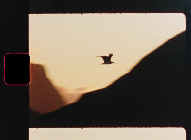 A grainy, vintage 8mm film clip follows a seagull as it flies from over a dark landscape into the bright, warm light of the setting sun