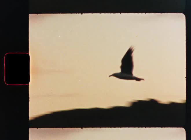 A graceful seagull soars through the hazy sky in slow motion on vintage 8mm film