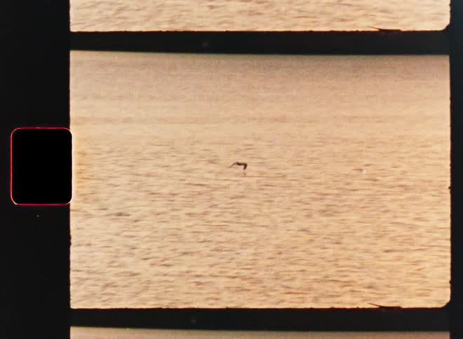 Lone seabird gracefully glides over the glistening water in an archival 8mm film recording