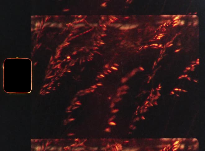 An artistic close-up of grass stalks illuminated by a warm, reddish glow on a textured, old film scan with a visible sprocket hole