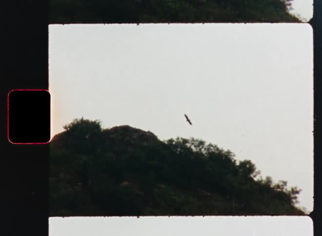A bird of prey soars high above a green hilltop, captured on vintage Super 8 film